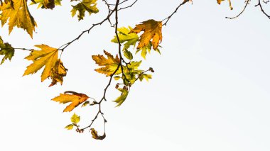 Sonbahar yaprakları ve açık gökyüzü. Sonbahardan kışa mevsimsel geçiş. Minimalist doğa geçmişi