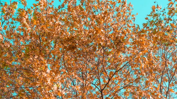 秋天的树叶落在平坦的树上 晴朗的天空 秋天到冬天是季节性的 秋天时节的扁树 — 图库照片