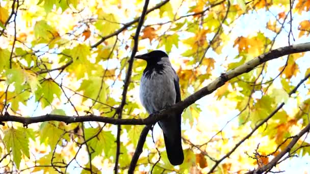 秋天的时候 在树枝上啼叫 在平坦的树枝上有冠乌鸦 背景上有秋天的叶子 森林里的鸟 — 图库视频影像