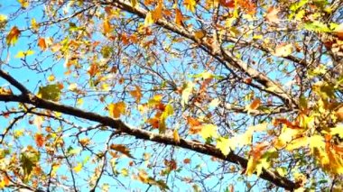 Sarı sonbahar yaprakları ağaç dallarında. Sonbahar mevsiminin güzel atmosferi. Düşen yapraklı uçak ağacının alçak açısı.