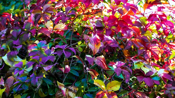 Осенний Цвет Фона Красочный Фон Смешанные Яркие Цвета Растениях Осенний — стоковое фото