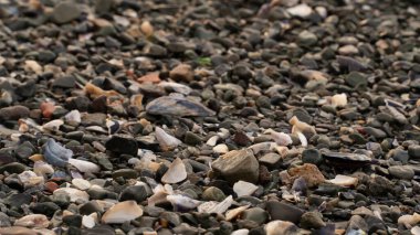 Kumsalda ve denizde çakıl taşları. Kitap kapağı fikri. Plaj fotoğrafı. Seçici odak dahil
