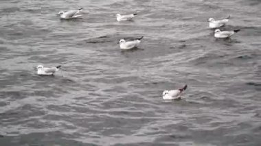 Seagulls flying over the sea footage. Flock of seagulls hunting together.