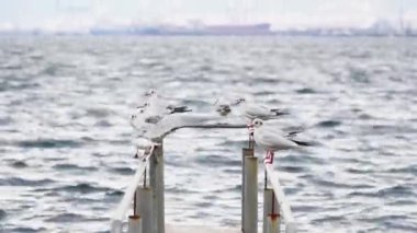 Bir grup martı deniz kıyısında duruyor. Martı sürüsü.
