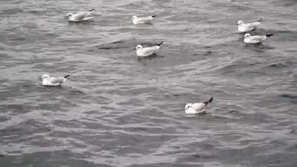 Seagulls Flying Sea Footage Flock Seagulls Hunting Together — Vídeo de stock