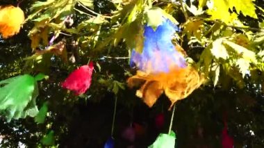 Wish tree with colorful ribbons. Footage of ornaments hanging on tree for wishing