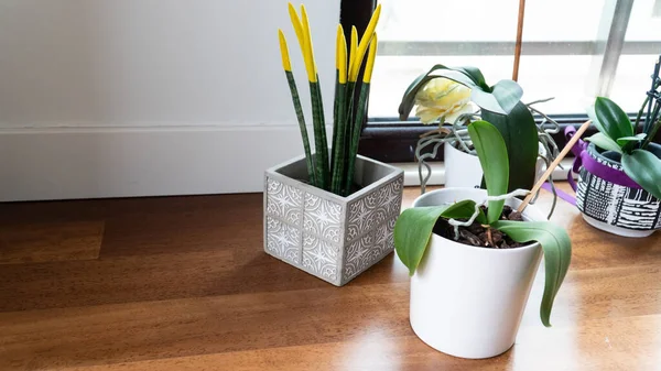 Domácí Rostliny Obývacím Pokoji Dekorativní Byliny Různých Květináčích Domácí Interiér — Stock fotografie
