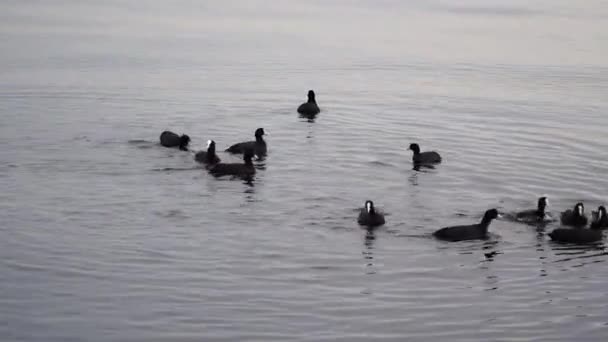 Seagulls Cormorants Swimming Sea Flock Sea Birds Hunting — Vídeo de Stock