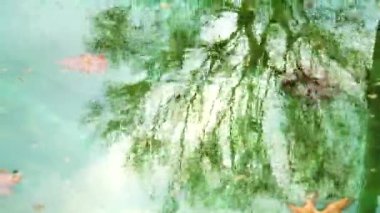 Tree reflecting on water. Tree silhouette on wavy water. High quality 4k footage. Video transition