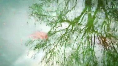 Tree reflecting on water. Tree silhouette on wavy water. High quality 4k footage. Video transition