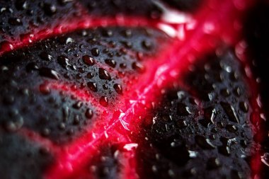 Yaprak detaylarını su damlacıklarıyla kapat. Viva magenta renk arkaplanı. Iresine bitkisinin ayrıntıları. Kırmızı kan yaprağı bitkisi. Seçici odak dahil.