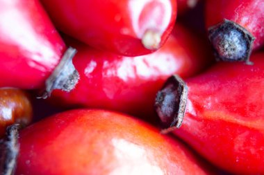 Rosehip fruit close up view. Rosehip tea ingredient. Selective focus included.