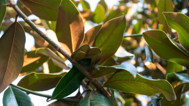 Low-angle view of sun-drenched magnolia tree leaves, capturing the beauty and splendor of the natural world.