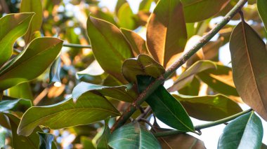 Low angle view of magnolia tree leaves in winter. Magnolia grandiflora. Leaves lightened by the sun