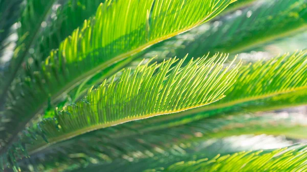 Green leaves close up view. Carbon neutral future. Green background