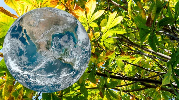 earth and green plant background. Earth day or World environment day or nature day concept. Elements of this image furnished by NASA