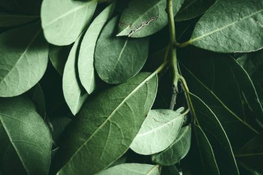 Close up of green leaves background. Daphne leaves. Dark and moody background concept with plant leaves. Top view. Selective focus