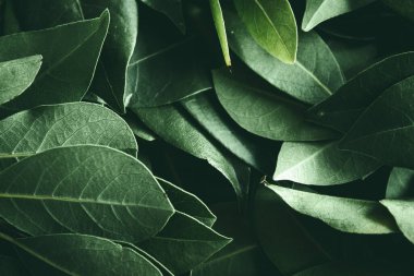 Close up of green leaves background. Daphne leaves. Dark and moody background concept with plant leaves. Top view. Selective focus