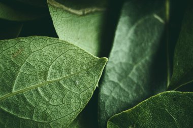 Close up of green leaves background. Daphne leaves. Dark and moody background concept with plant leaves. Top view. Selective focus