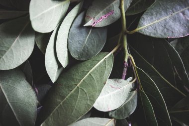 Close up of dark green leaves background. Daphne leaves. Dark and moody background concept with plant leaves. Top view. Selective focus.