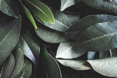 Close up of dark green leaves background. Daphne leaves. Dark and moody background concept with plant leaves. Top view. Selective focus.
