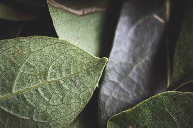 Close up of dark green leaves background. Daphne leaves. Dark and moody background concept with plant leaves. Top view. Selective focus.