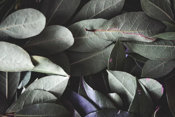 Close up of dark green leaves background. Daphne leaves. Dark and moody background concept with plant leaves. Top view. Selective focus.