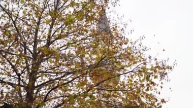 Ramazan Camisi. Ramazan 'da cami minaresi ve ağaç. Ramazan konsepti. Ağaçlı dramatik cami manzarası 