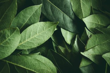Close up of green leaves background. Daphne leaves. Dark and moody background concept with plant leaves. Top view. Selective focus