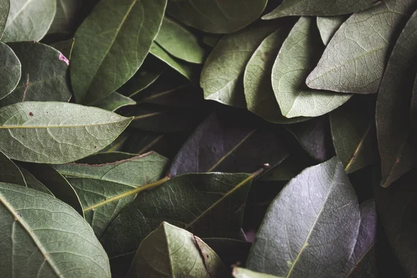 Close up of dark green leaves background. Daphne leaves. Dark and moody background concept with plant leaves. Top view. Selective focus.