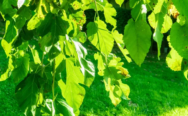Voorjaar Achtergrond Zonneschijn Groene Bladeren Prachtige Groene Natuur Aardedag Wereldmilieudag — Stockfoto