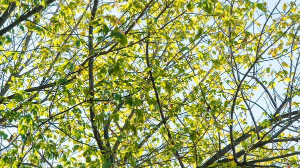 Voorjaar Achtergrond Zonneschijn Groene Bladeren Prachtige Groene Natuur Aardedag Wereldmilieudag — Stockfoto