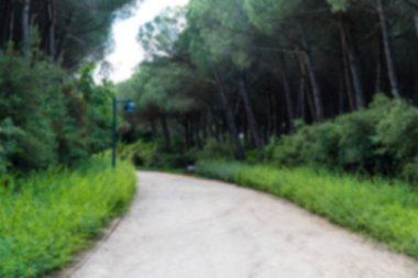 Ormanda yürüyüş yolu. Karbon nötr konsept. Karbon net sıfır konsepti. Dünyadaki yeşil şehirler. Yeşil parklar. Yeşil ortam bulanık arkaplan