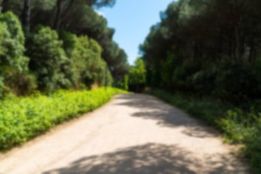 Ormanda yürüyüş yolu. Karbon nötr konsept. Karbon net sıfır konsepti. Dünyadaki yeşil şehirler. Yeşil parklar. Yeşil ortam bulanık arkaplan