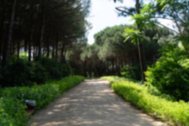 Ormanda yürüyüş yolu. Karbon nötr konsept. Karbon net sıfır konsepti. Dünyadaki yeşil şehirler. Yeşil parklar. Yeşil ortam bulanık arkaplan