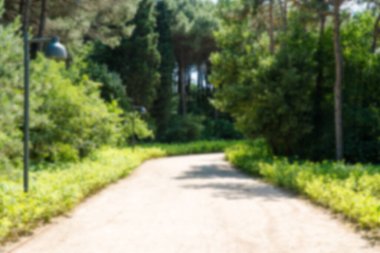 Ormanda yürüyüş yolu. Karbon nötr konsept. Karbon net sıfır konsepti. Dünyadaki yeşil şehirler. Yeşil parklar. Yeşil ortam bulanık arkaplan