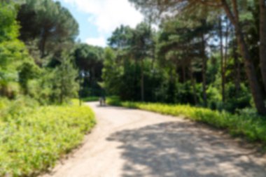 Ormanda yürüyüş yolu. Karbon nötr konsept. Karbon net sıfır konsepti. Dünyadaki yeşil şehirler. Yeşil parklar. Yeşil ortam bulanık arkaplan