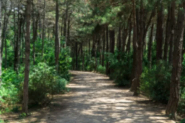 Walking path in a forest. Carbon neutral concept. Carbon net zero concept. Green cities in world. Green parks. Green environment Blurred background