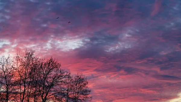 Небо Солнца Круглокучевые Цирростратные Облака Время Заката Драматичный Фон Закатного — стоковое фото