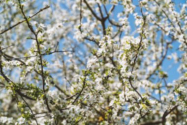 Bahar çiçeğinin arka planı bulanık. Çiçek arkaplan. Bahar arkaplanı konsepti.
