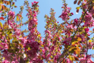 Bahar çiçeğinin arka planı bulanık. Çiçek arkaplan. Bahar arkaplanı konsepti.