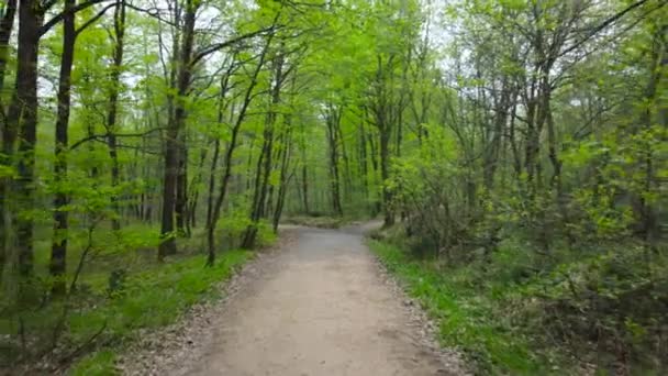 Весной Лес Зеленый Лес Весной Прогулка Лесу Концепция Нулевого Углерода — стоковое видео
