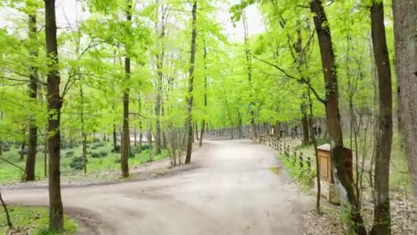Las Wiosną Zielony Las Wiosną Ścieżka Spacerowa Lesie Koncepcja Zerowej — Wideo stockowe