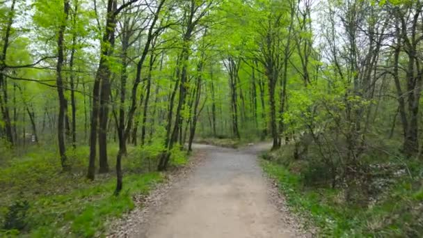 春の森 春の緑の森 森の中を歩く道 ネットゼロ炭素またはカーボンニュートラルの概念 森林の国際デーです ドローン ビュー 低高度飛行 — ストック動画