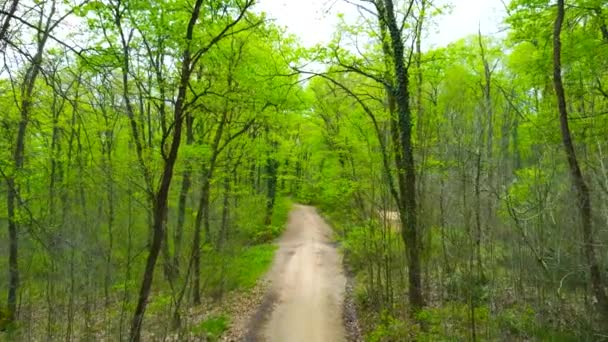 Bosque Primavera Bosque Verde Primavera Camino Pie Bosque Concepto Neto — Vídeo de stock