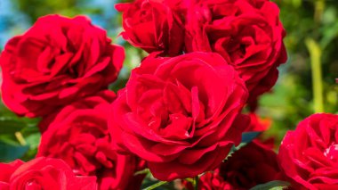 Kırmızı gül. Bahçedeki porselen gülün yakın görüntüsü. Seçici odak dahil.