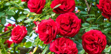 Kırmızı gül. Bahçedeki porselen gülün yakın görüntüsü. Seçici odak dahil.