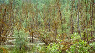 Sisli orman manzarası. Ürkütücü bir ormanda ölü ağaçlar ve bataklık. Seçici odak dahil.