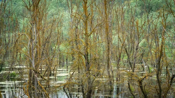 Paisagem Florestal Nebulosa Árvores Mortas Pântano Numa Floresta Assustadora Foco — Fotografia de Stock