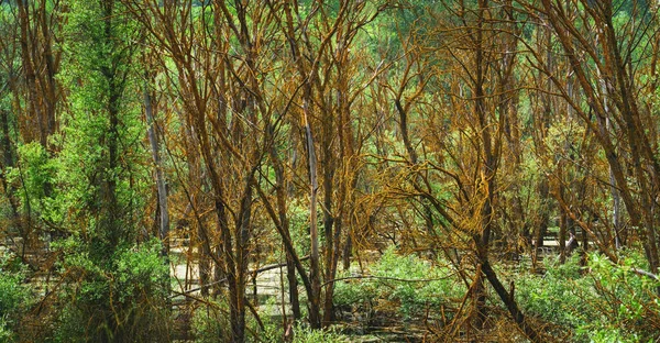 Μίστι Δάσος Τοπίο Νεκρά Δέντρα Και Βάλτος Ένα Τρομακτικό Δάσος — Φωτογραφία Αρχείου